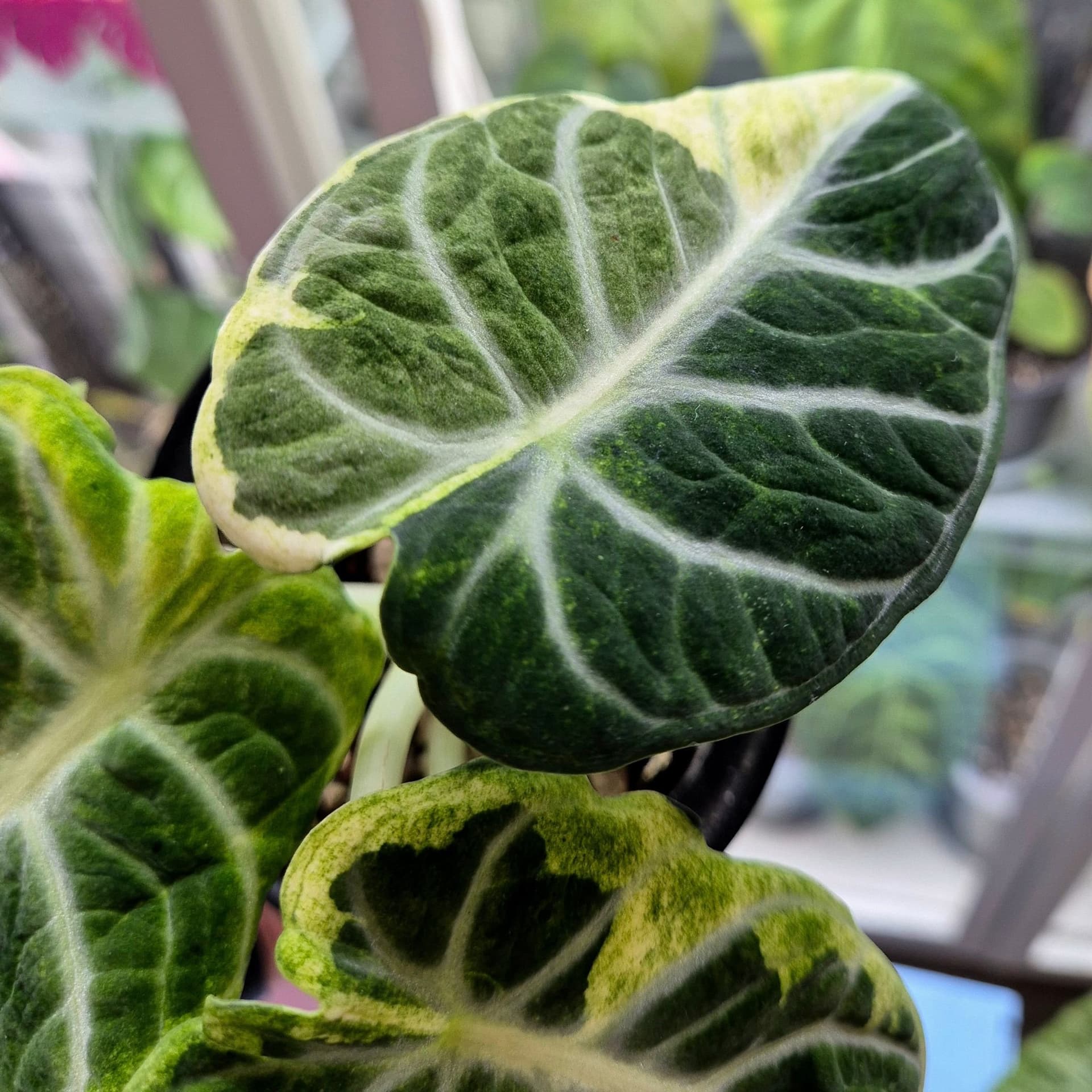Alocasia Ninja Variegata