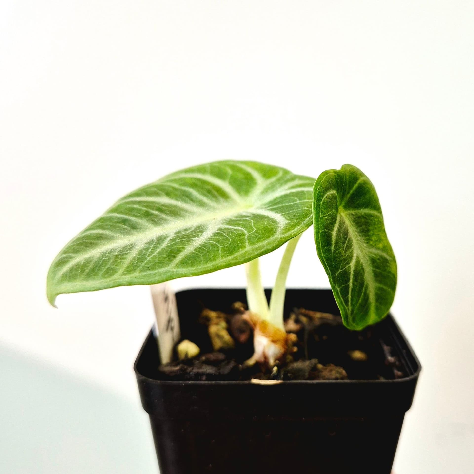 Alocasia Ninja Variegata