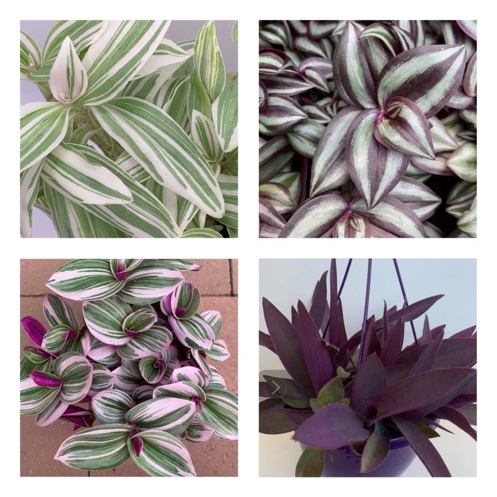 Tradescantia sticklingar - 4 olika sorter