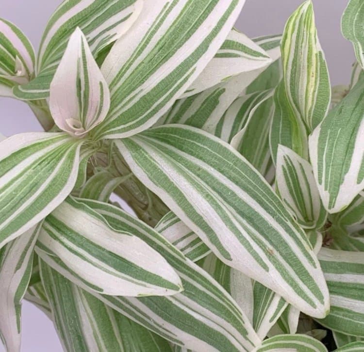 Tradescantia sticklingar - 4 olika sorter