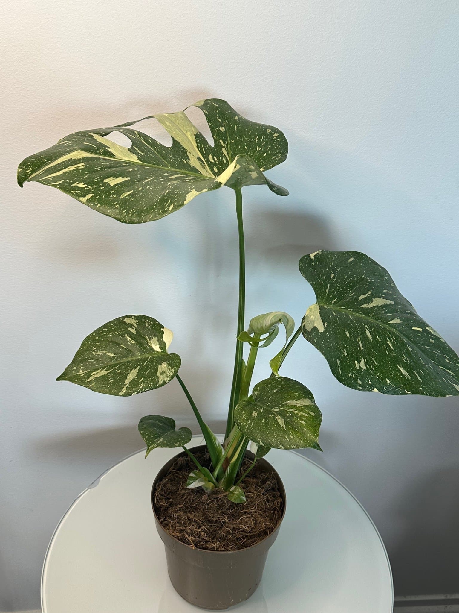 Monstera Thai Constellation