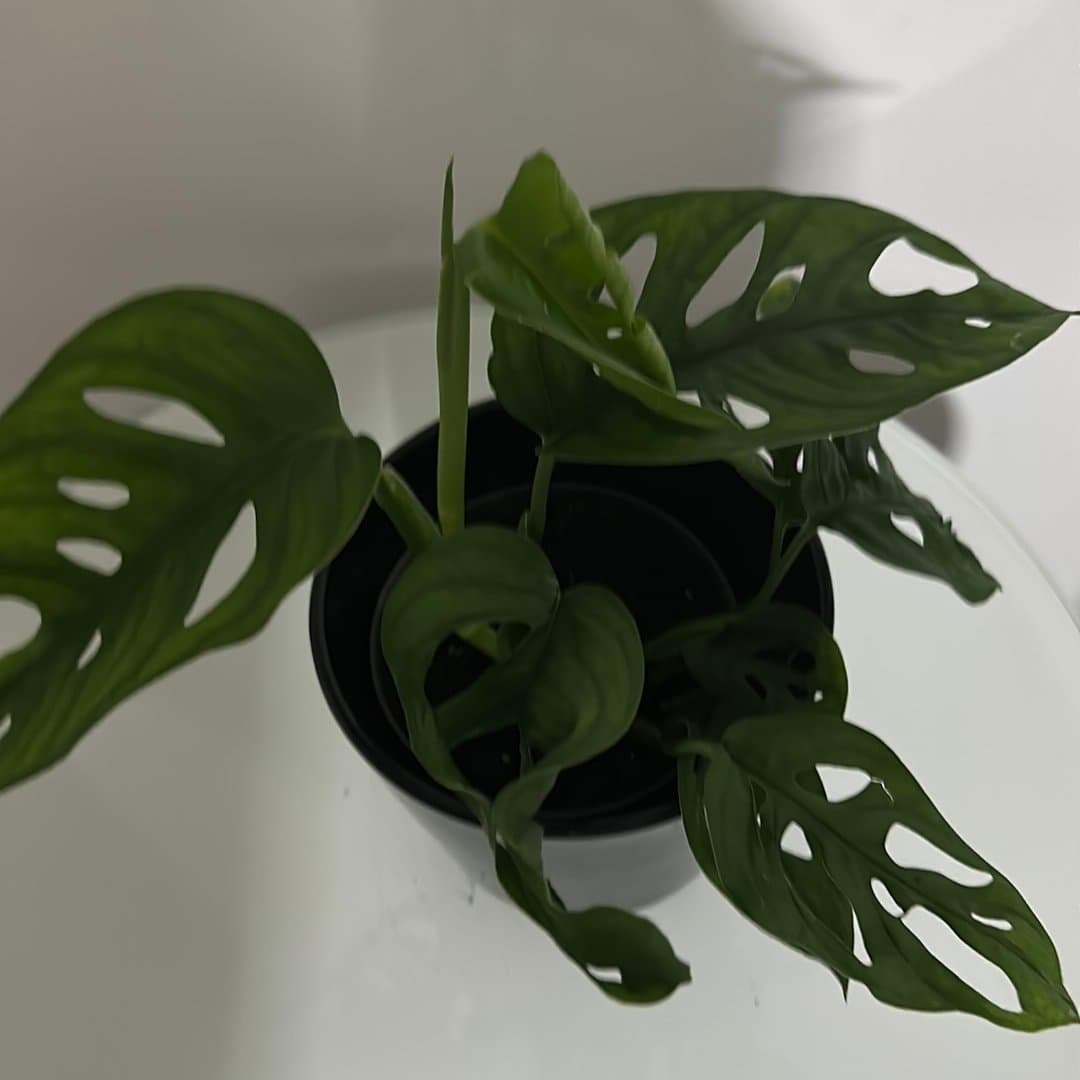 Monstera Adansonii Monkey Mask