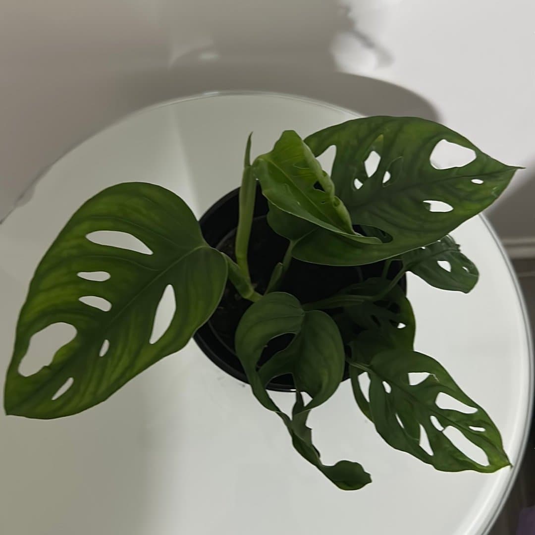 Monstera Adansonii Monkey Mask
