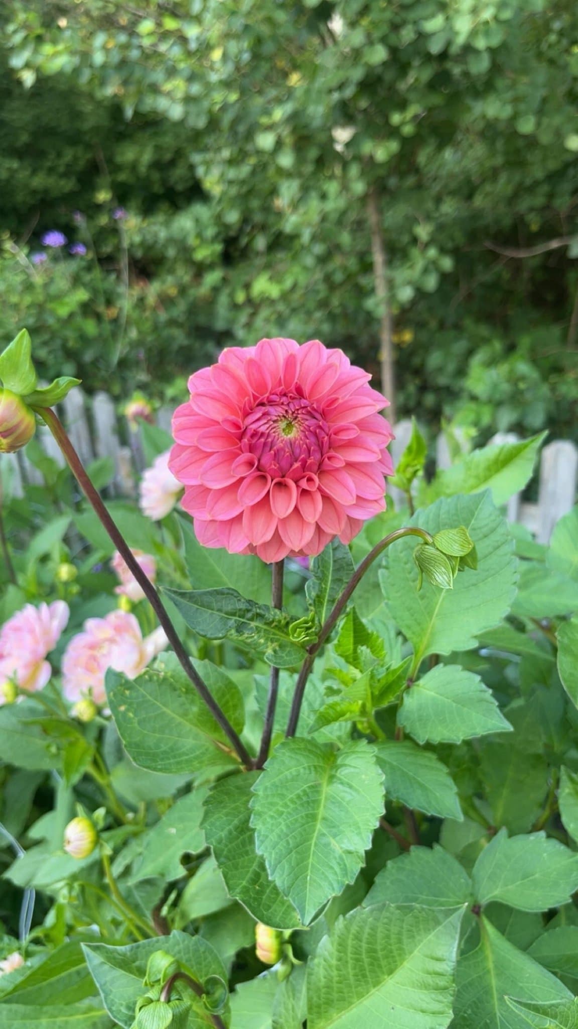 Dahlia 'Keltie rose' - Rotad stickling