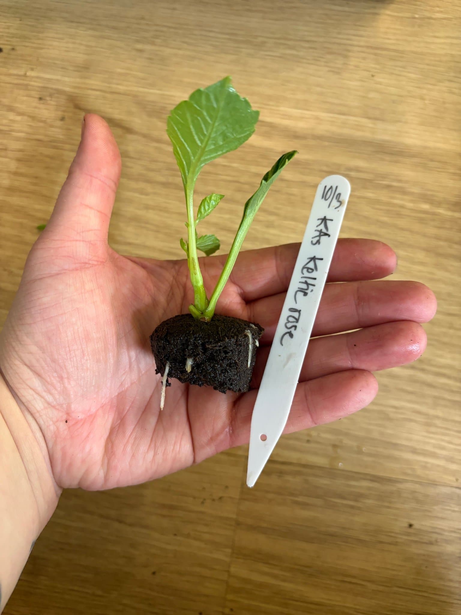 Dahlia 'Keltie rose' - Rotad stickling