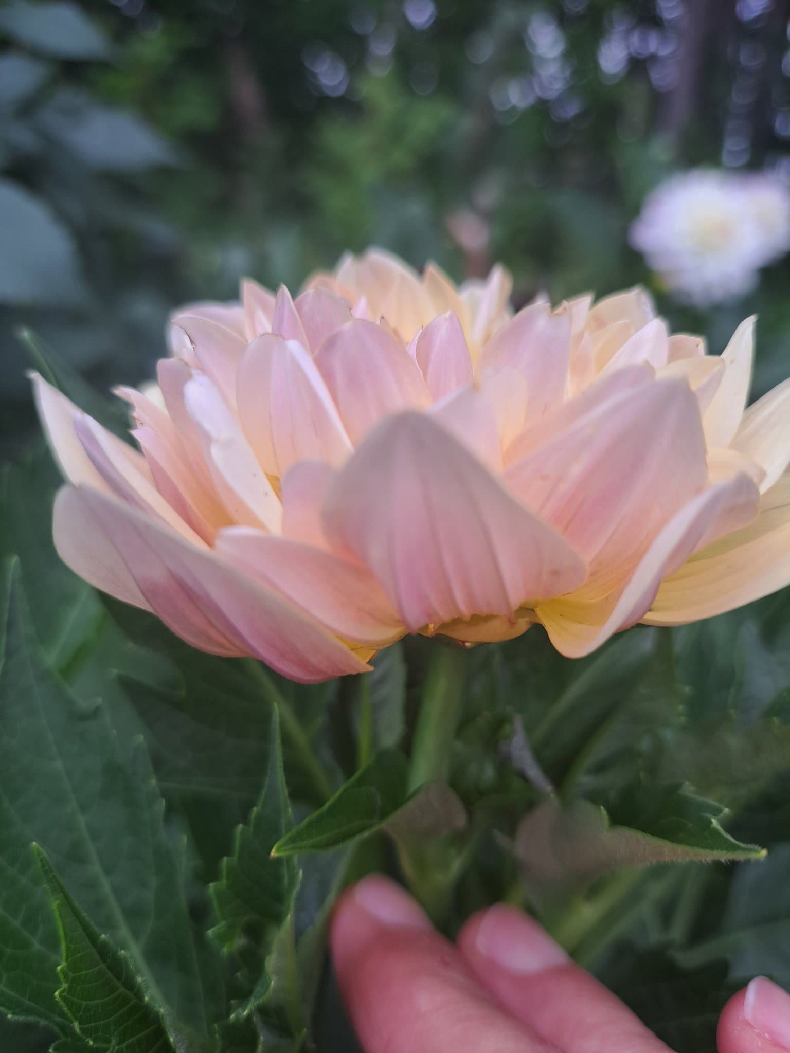 Dahlia Joels Favourite, knöl