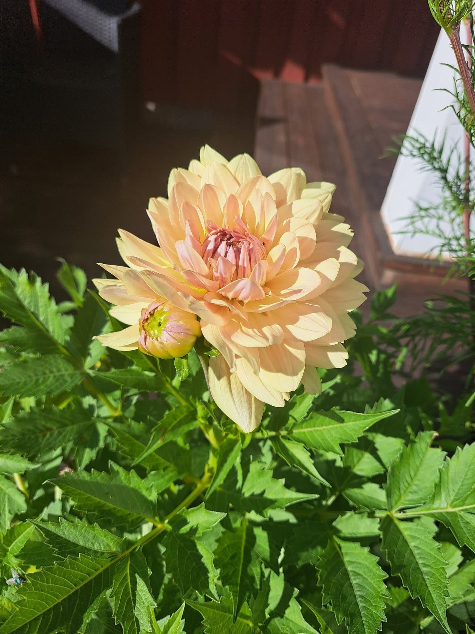Dahlia Joels Favourite, knöl