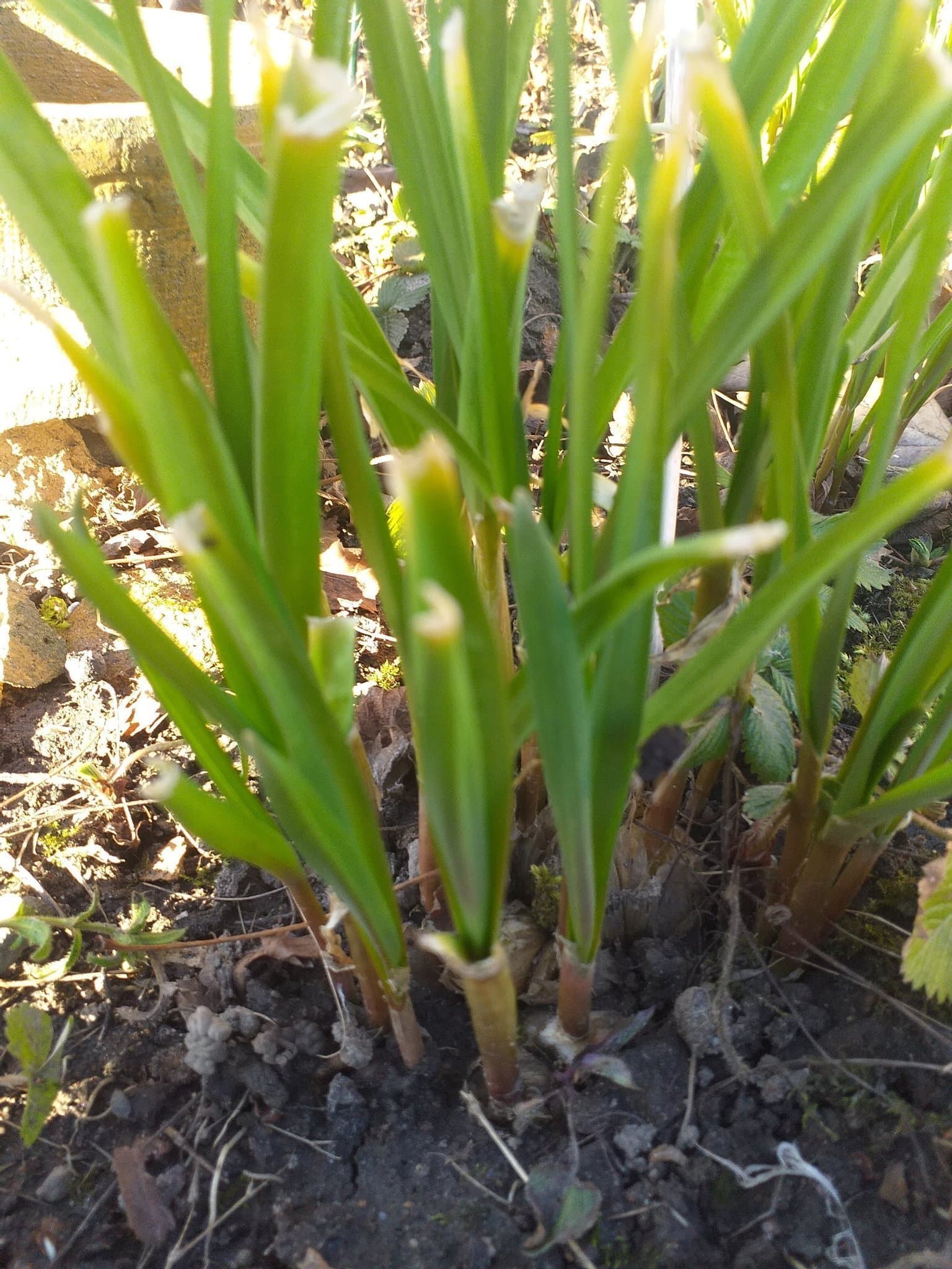 Vitlök sticklingar 10 st groddar