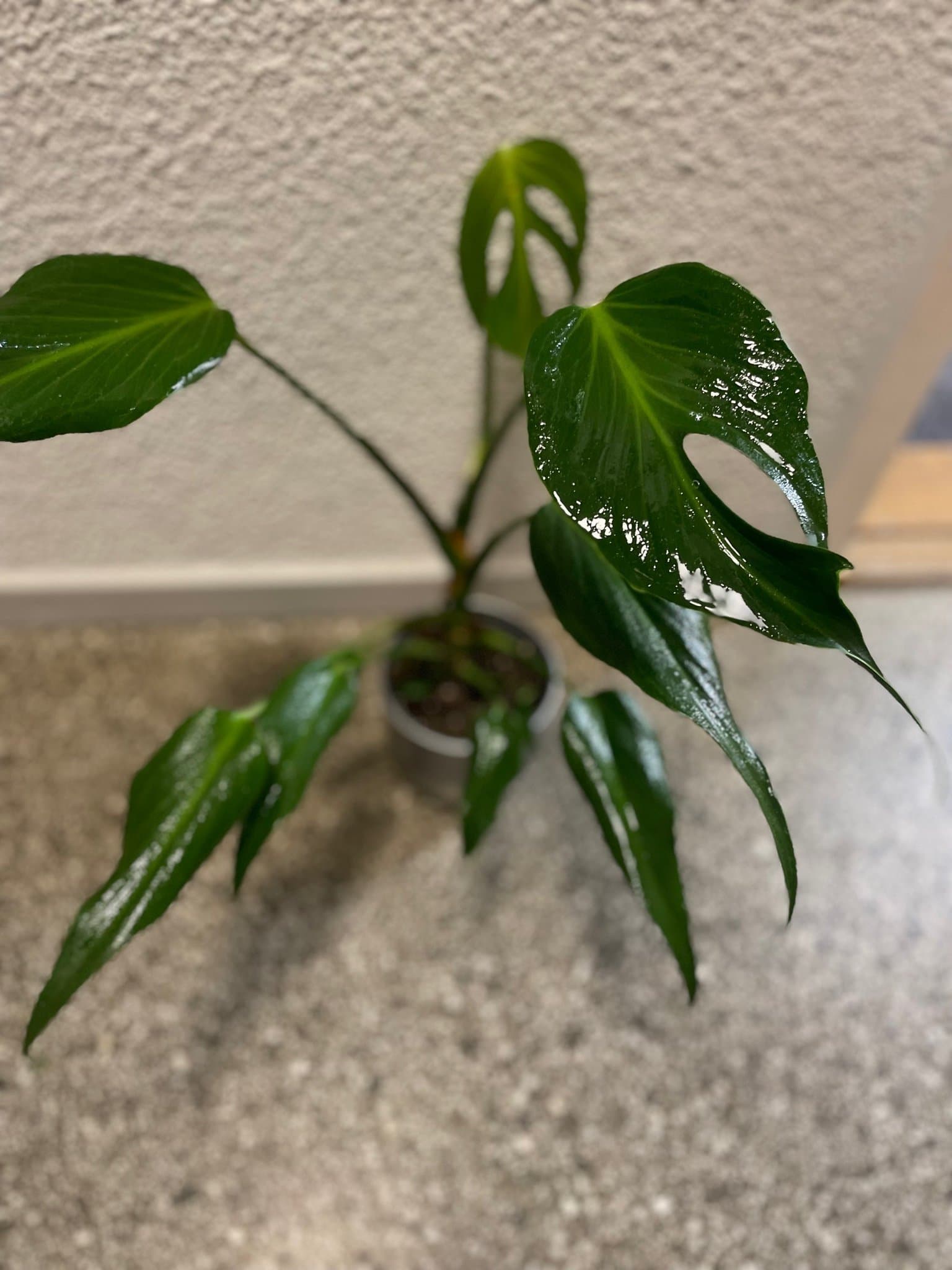 Monstera burle marx flame