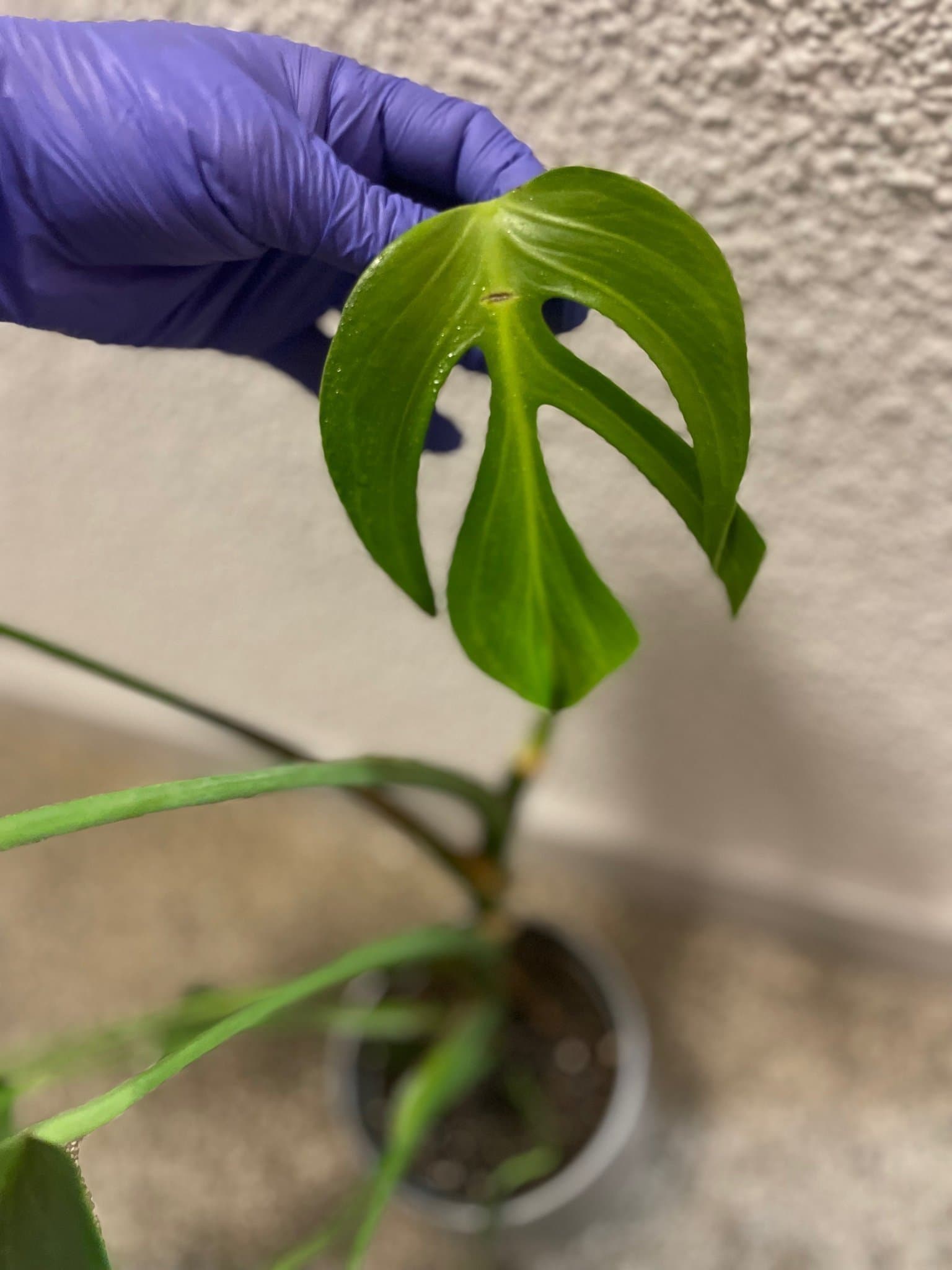 Monstera burle marx flame