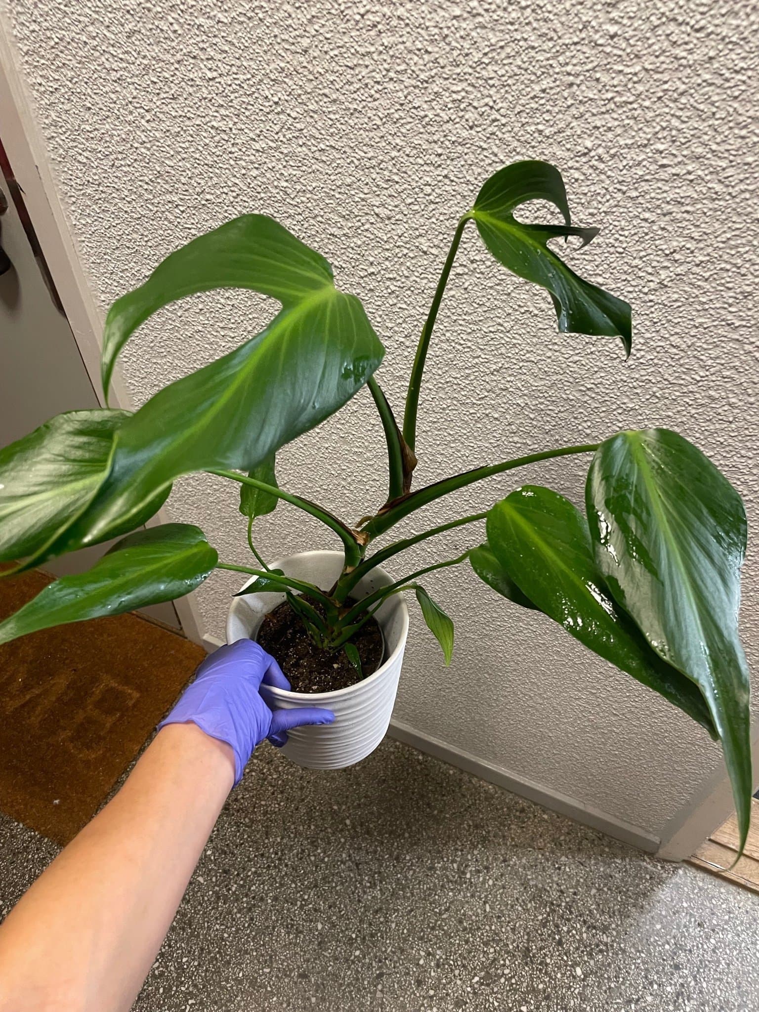 Monstera dilacerata ’Burle Marx Flame’ (XL)