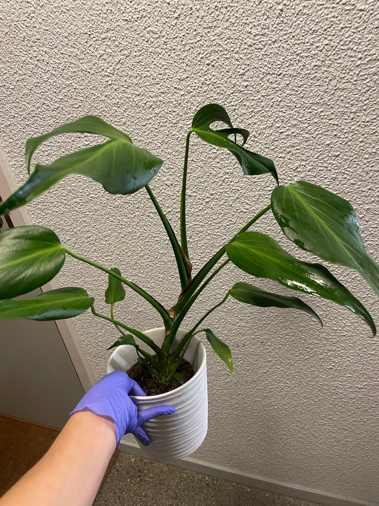 Monstera dilacerata ’Burle Marx Flame’ (XL)