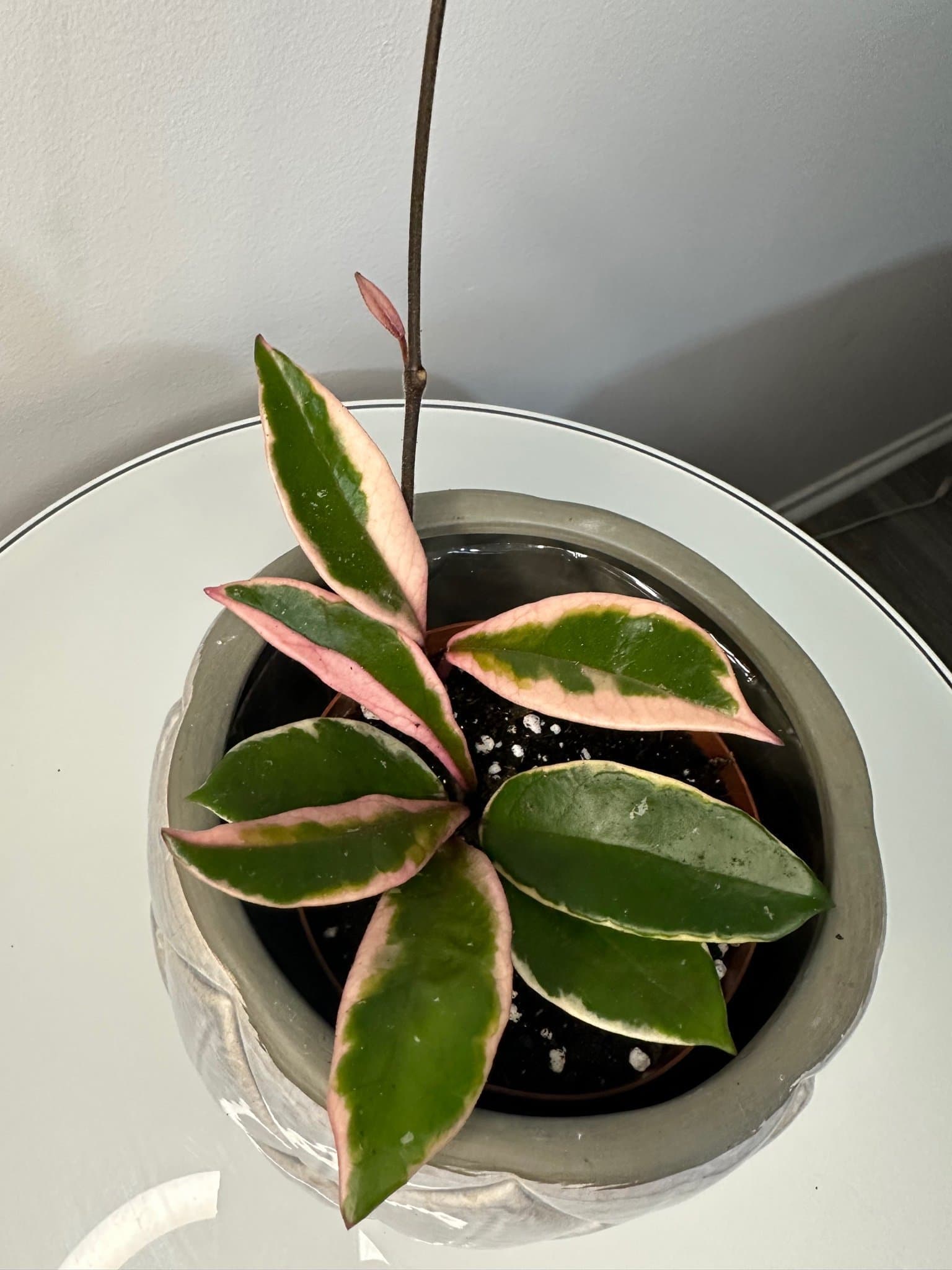 Hoya flamingo dream