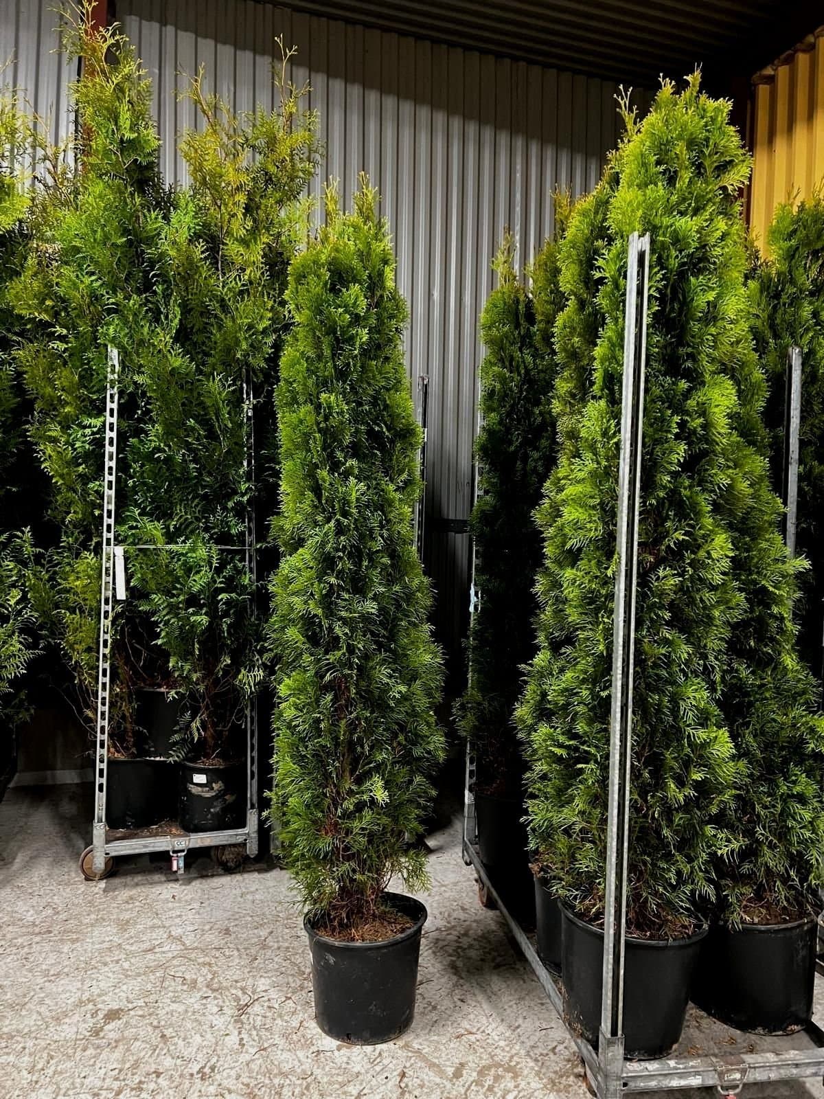 Thuja/tuja/thujor Smaragd 200-220cm Krukodlade
