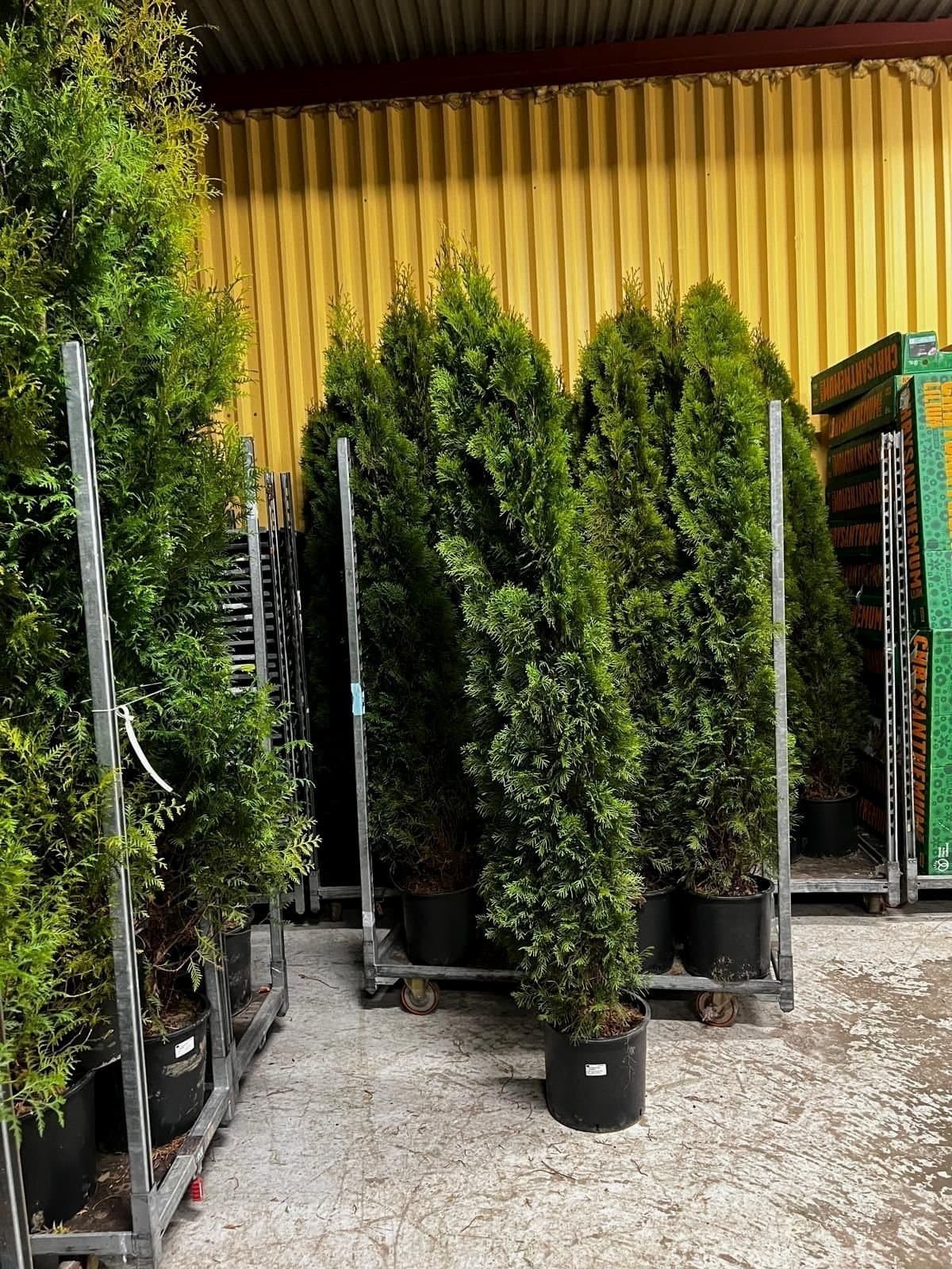 Thuja/tuja/thujor Smaragd 200-220cm Krukodlade