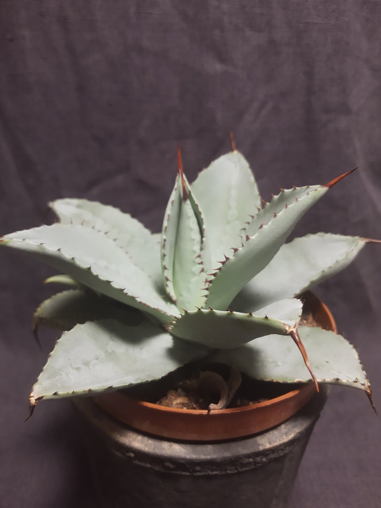 Agave pygmae 'Dragon Toes' Suckulent