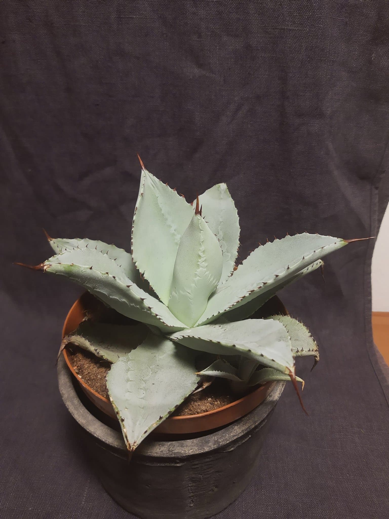 Agave pygmae 'Dragon Toes' Suckulent