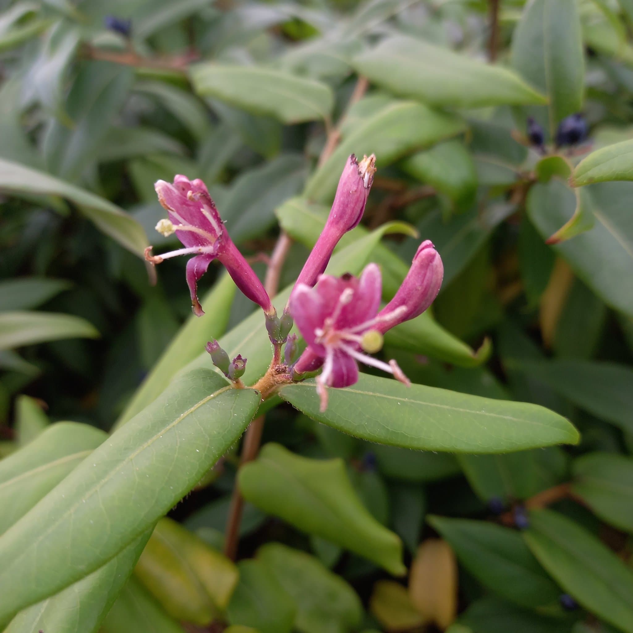 Kaprifol Try Vintertry ’Lonicera henryi’ 5 orotade sticklingar