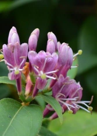 Kaprifol Try Vintertry ’Lonicera henryi’ 5 orotade sticklingar