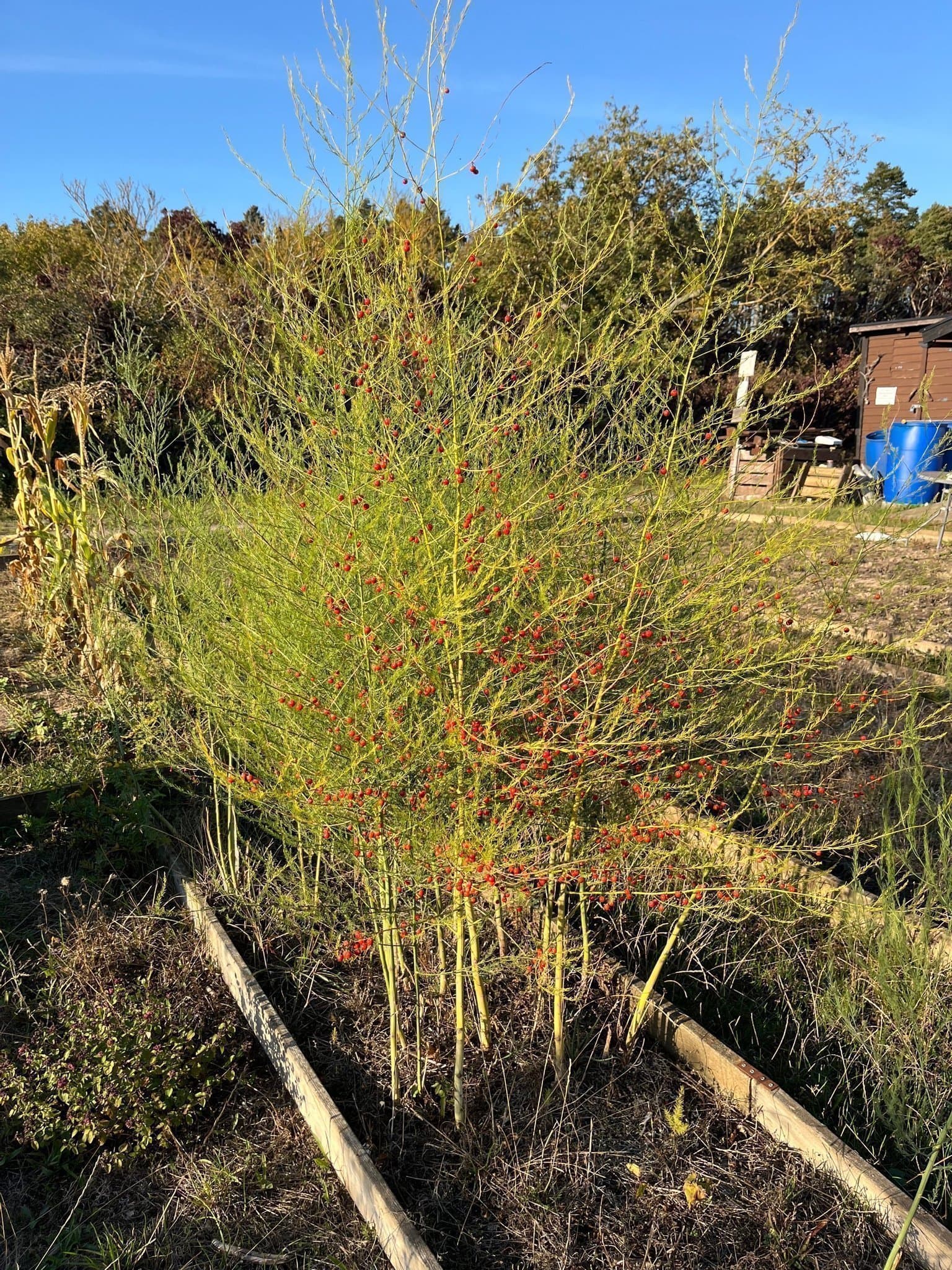 Sparris ”Rambo” frön 50st