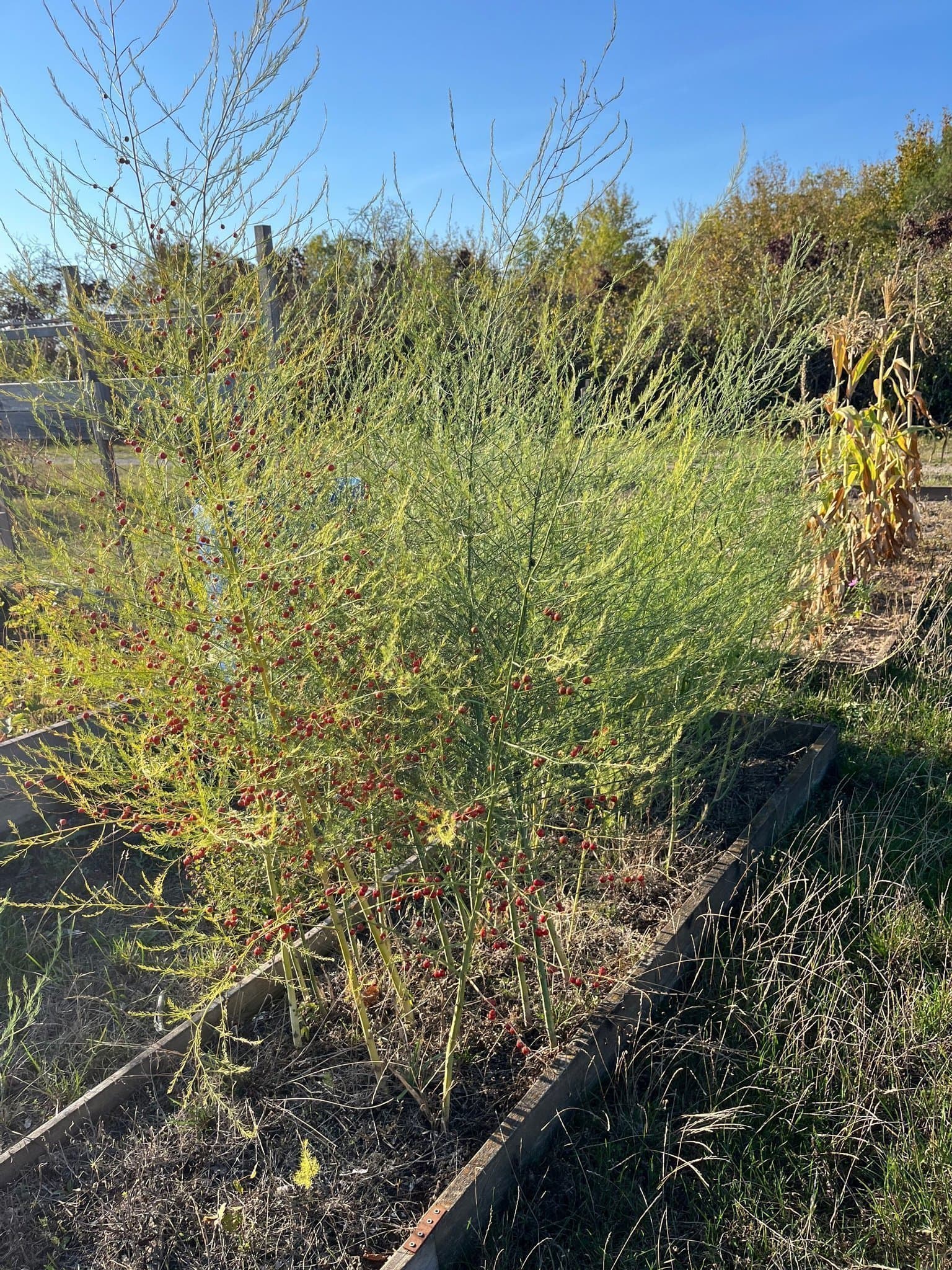 Sparris ”Rambo” frön 50st