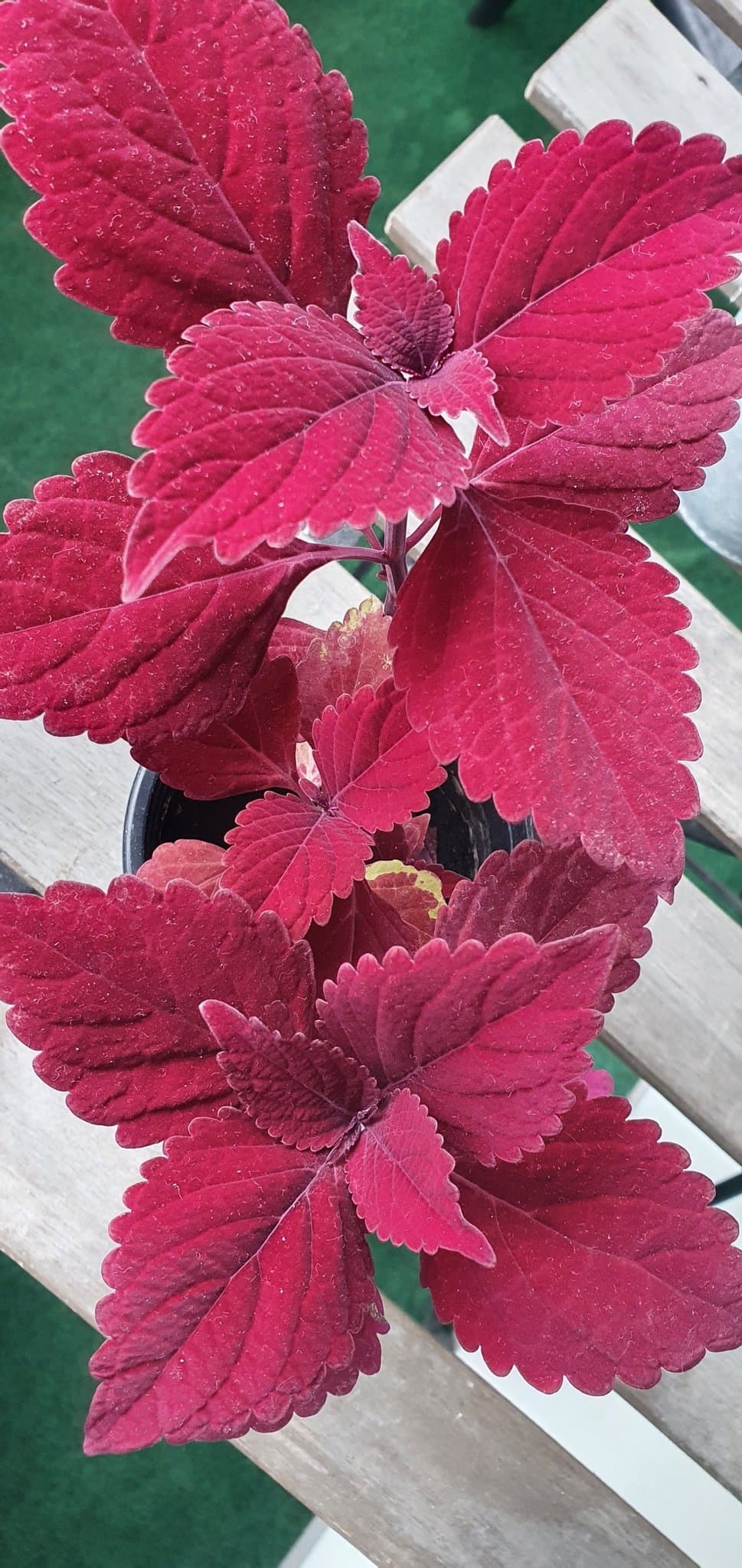 Marooned palettblad stickling