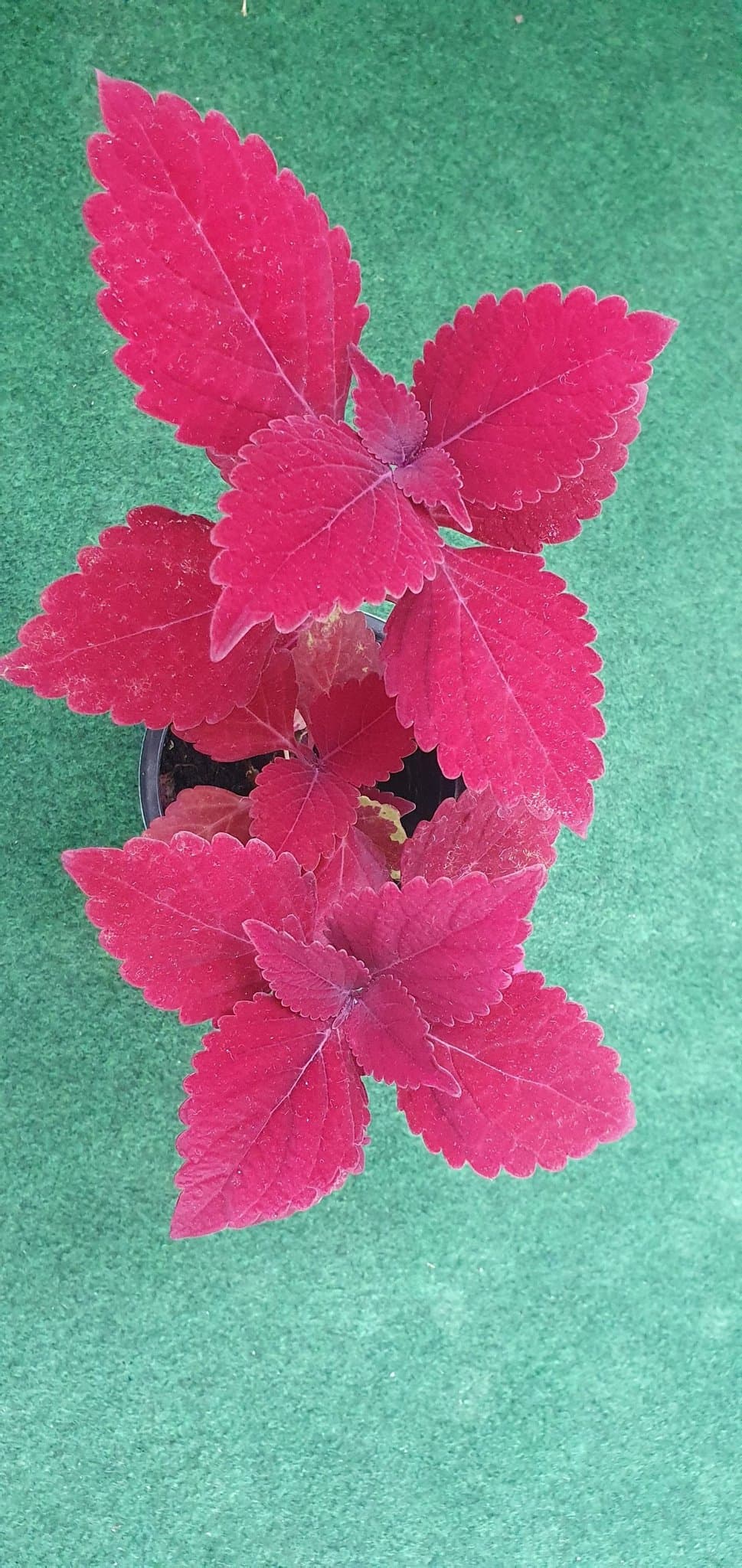 Marooned palettblad stickling