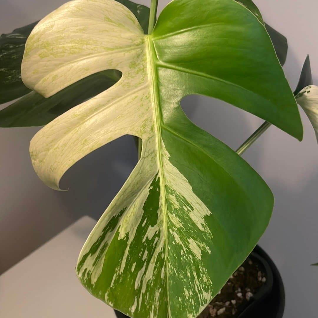 Monstera Jungle mint ej tc plant