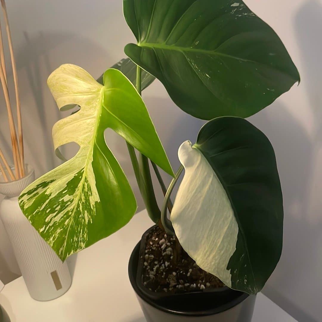 Monstera Jungle mint ej tc plant