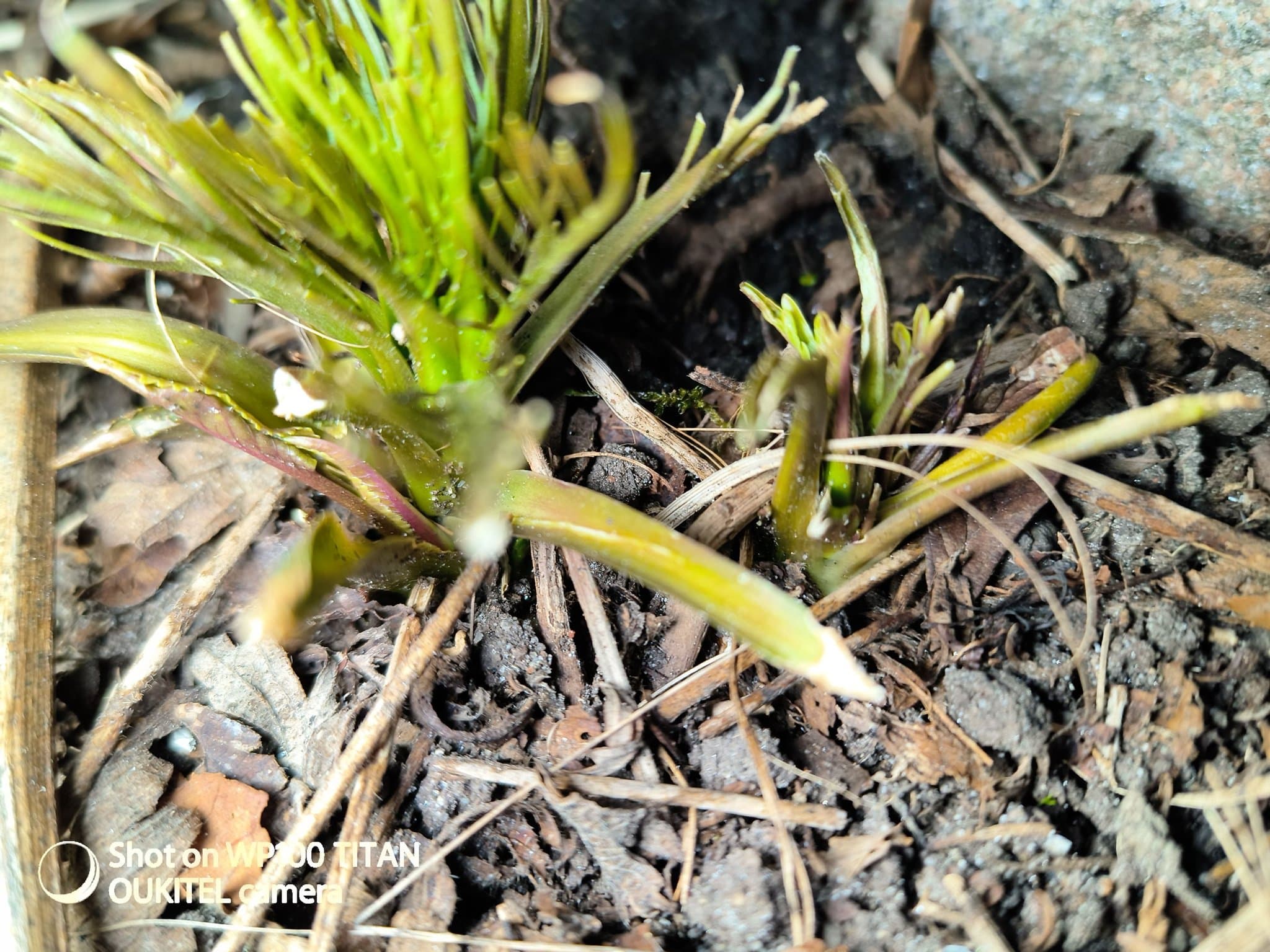 Pepparrotsplanta/pepparrot, två styck