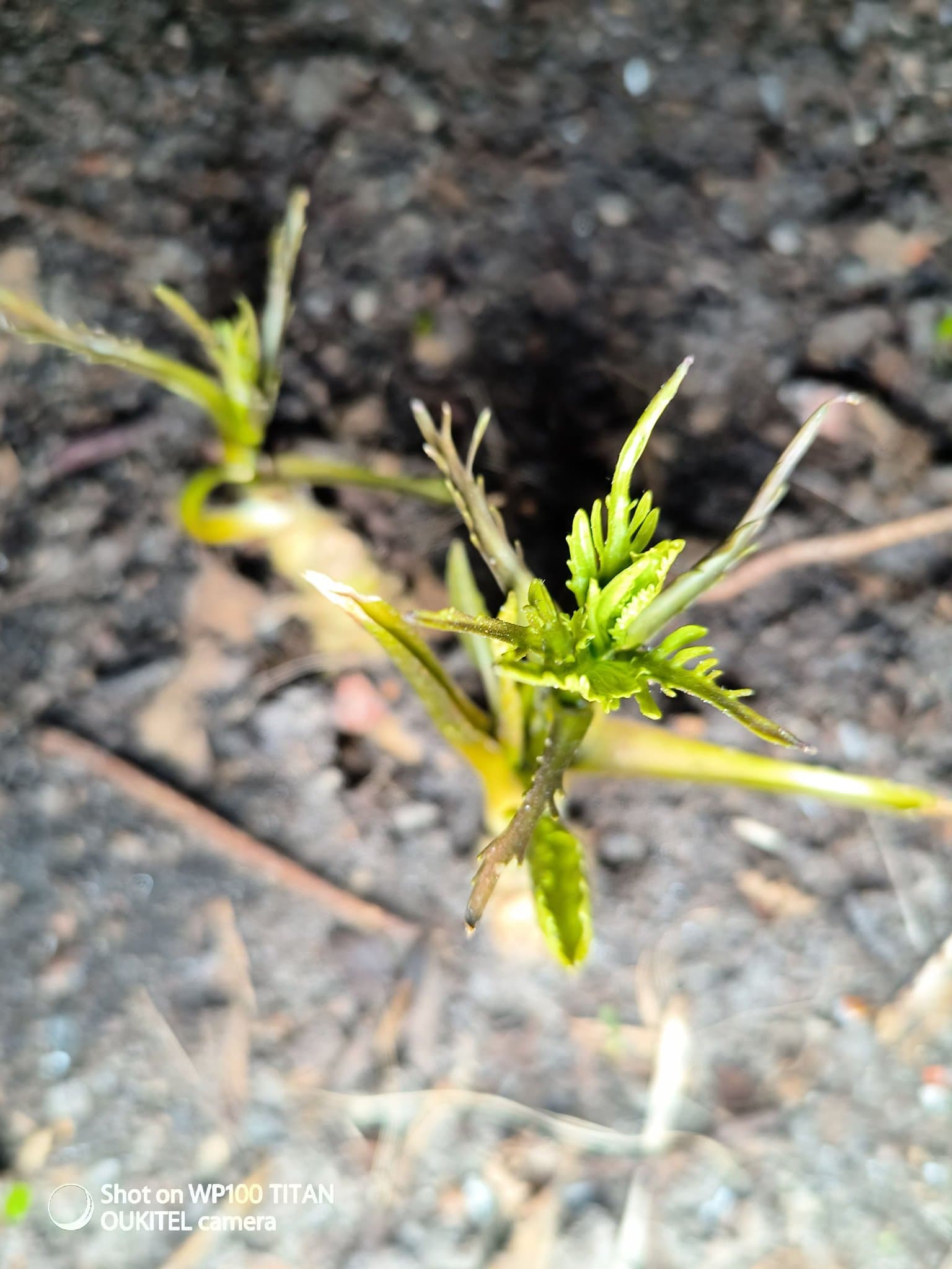 Pepparrotsplanta/pepparrot, två styck