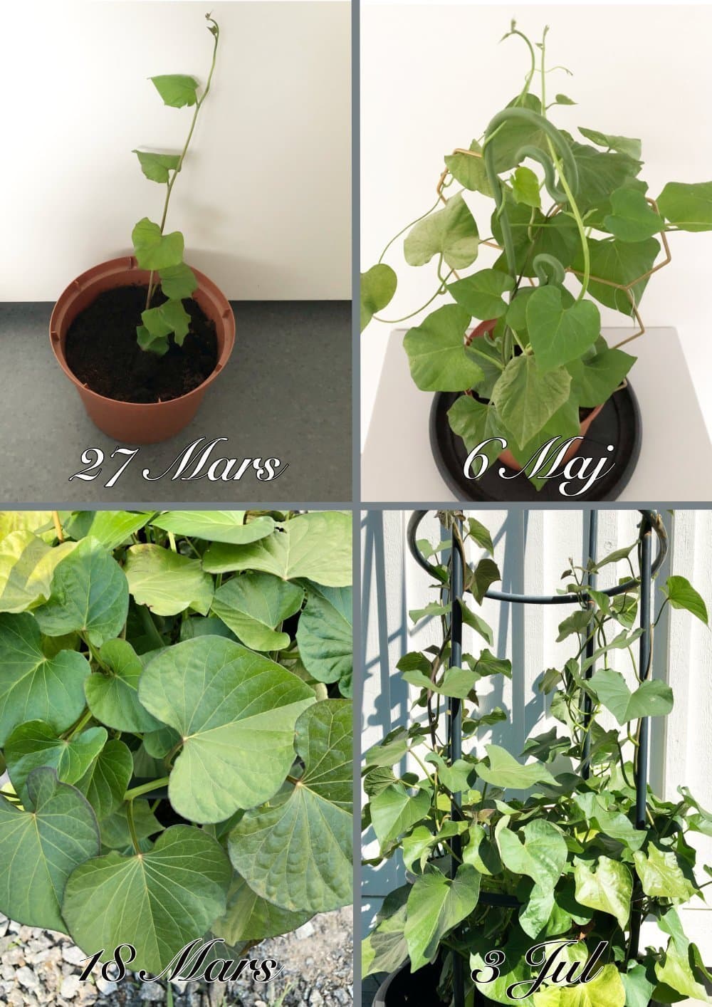 Sötpotatis sorten heter 'Vineland Early Orange' 6 st sticklingar