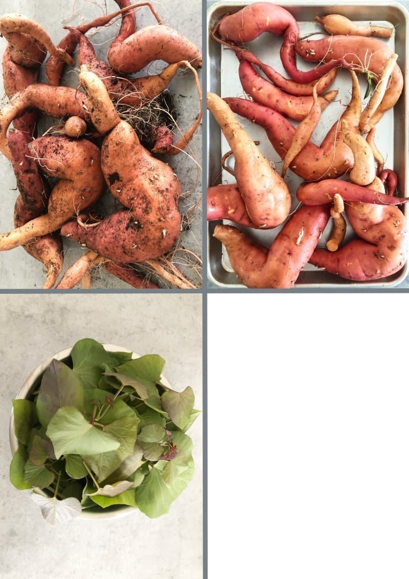 Sötpotatis sorten heter 'Vineland Early Orange' 6 st sticklingar