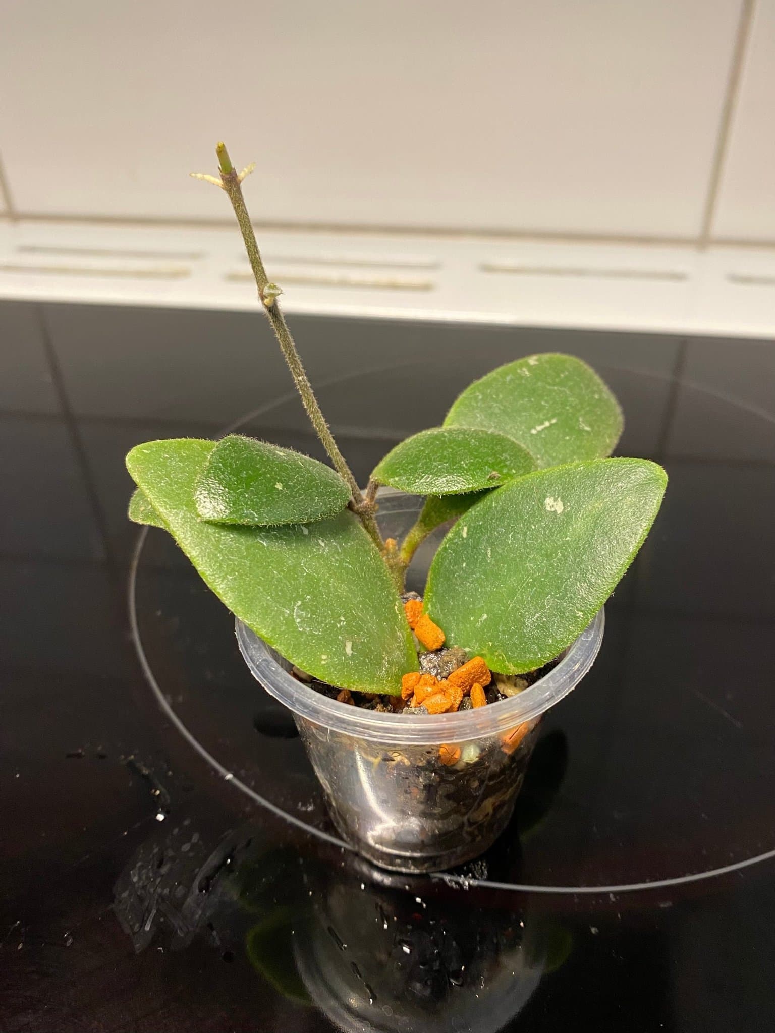 Hoya isabelchanae sp GPS 7-35