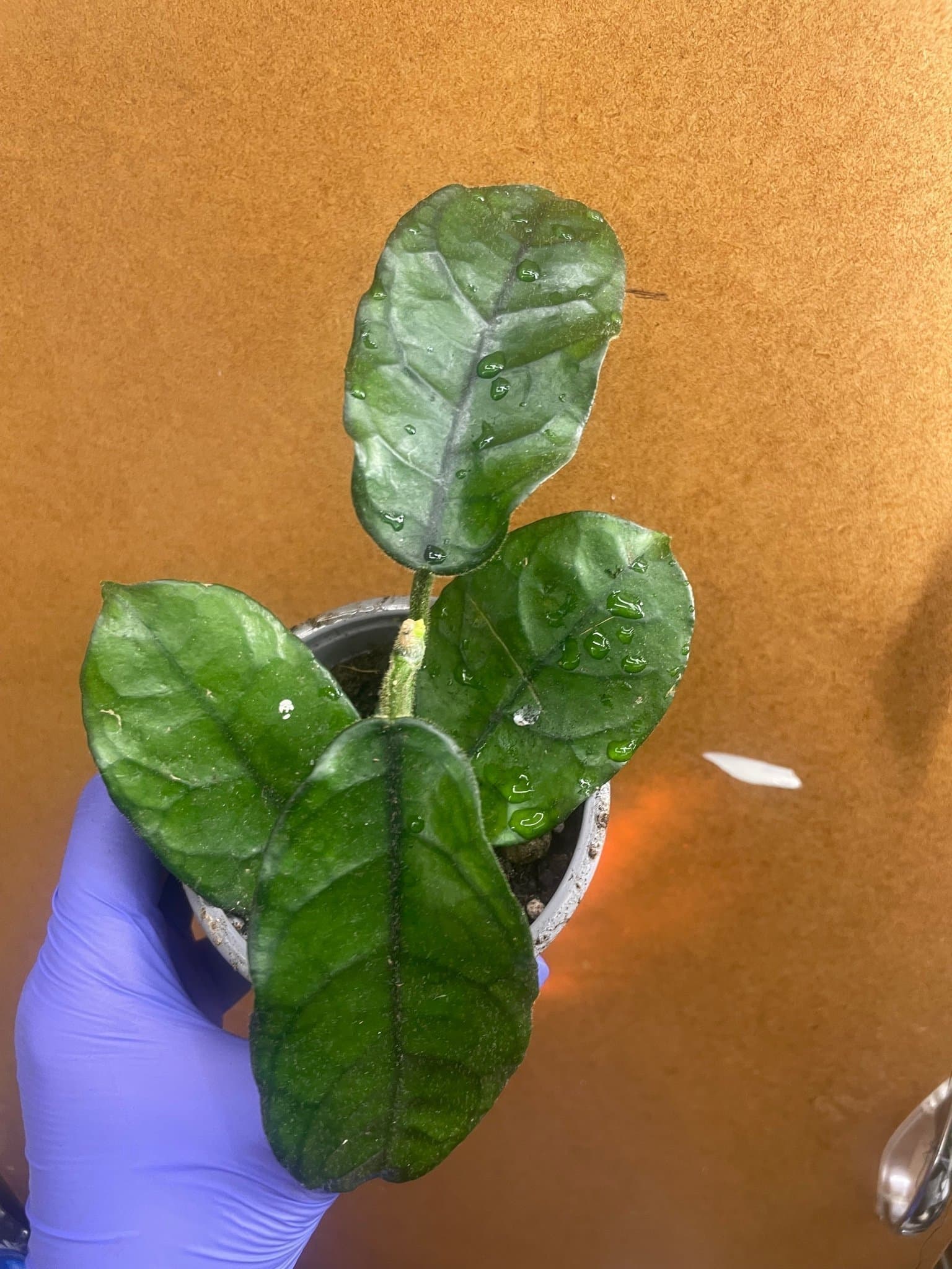 Hoya globulosa vilosa