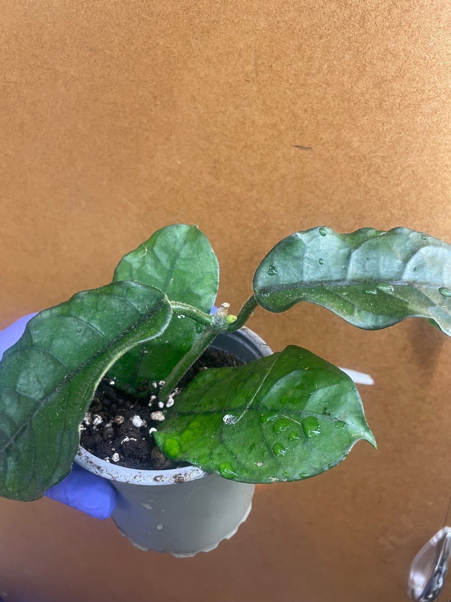 Hoya globulosa vilosa