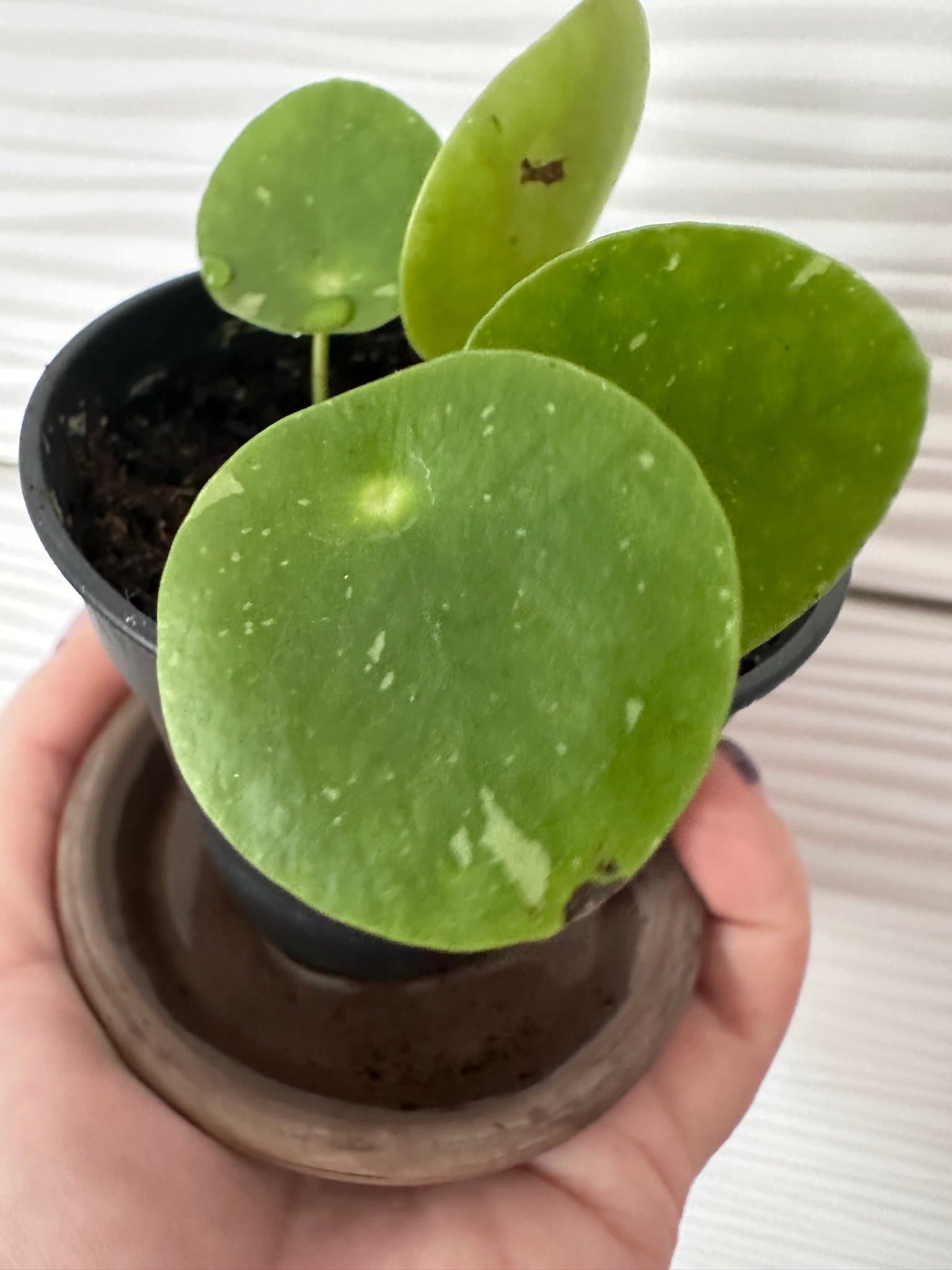 Pilea Peperomioides white splash