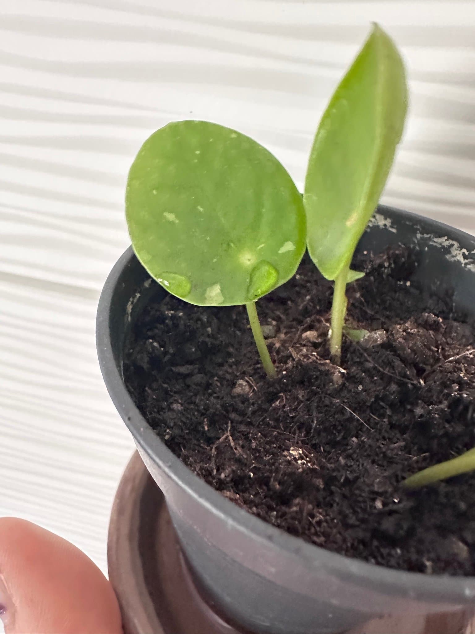 Pilea Peperomioides white splash