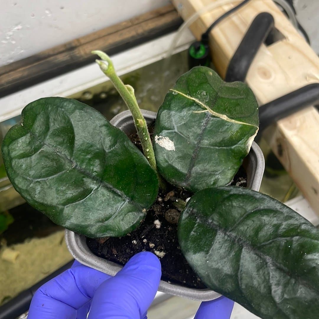 Hoya globulosa vilosa