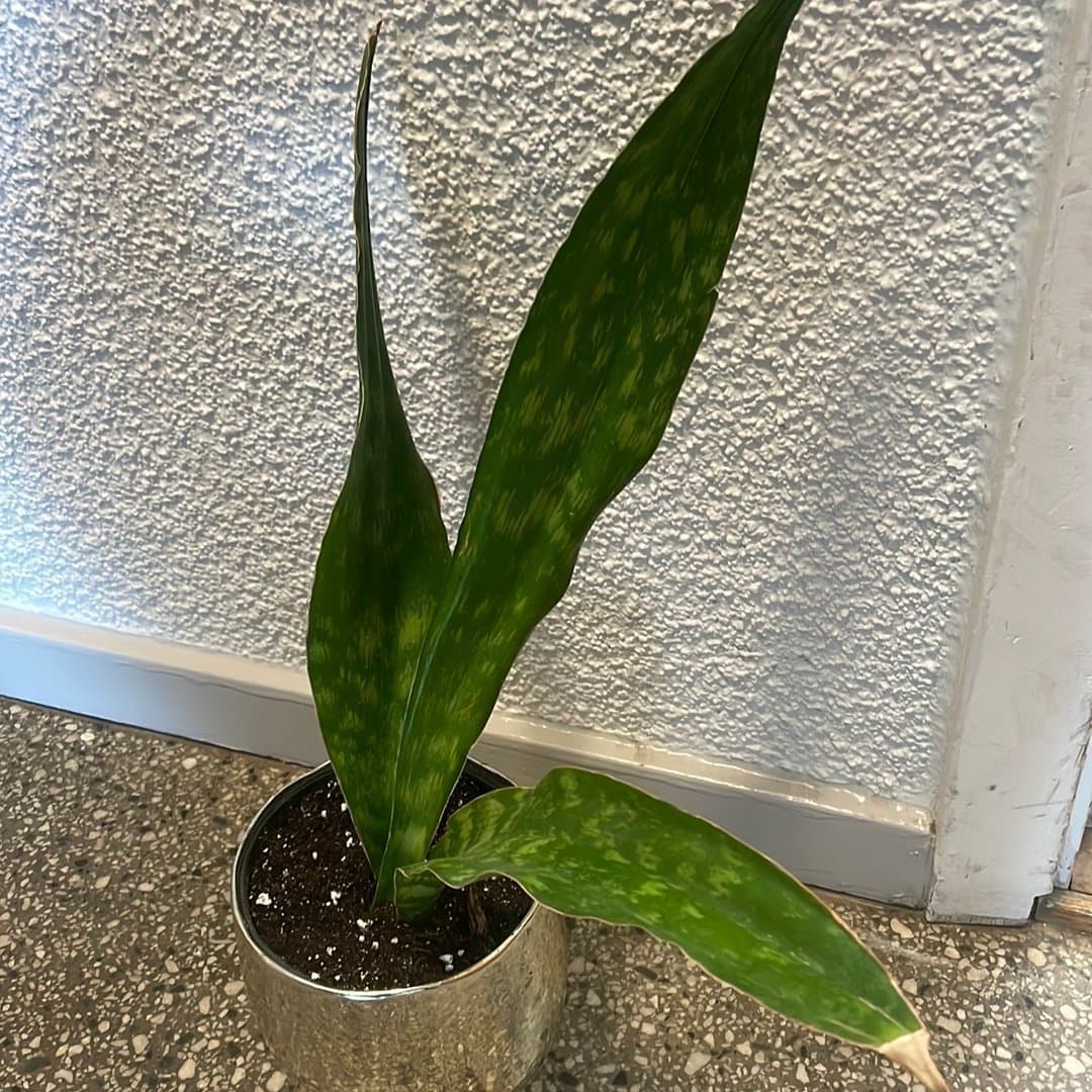 Sansevieria 'Jamaiquina Queen'
