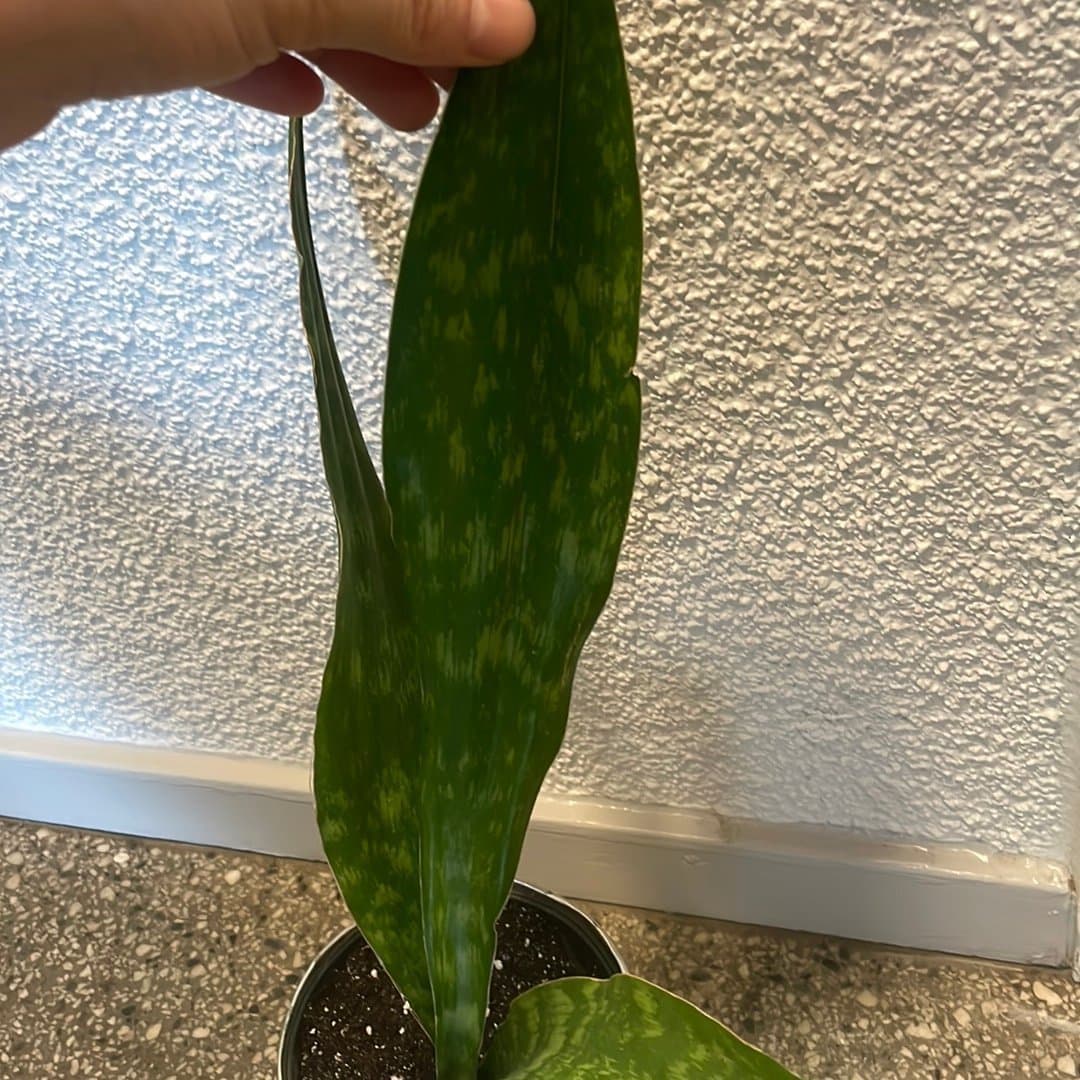 Sansevieria 'Jamaiquina Queen'