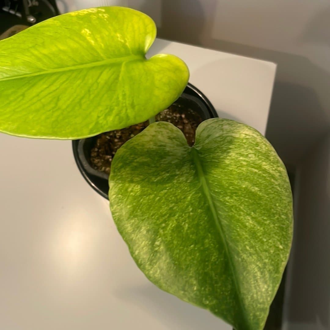 Monstera mint ej Tc plant