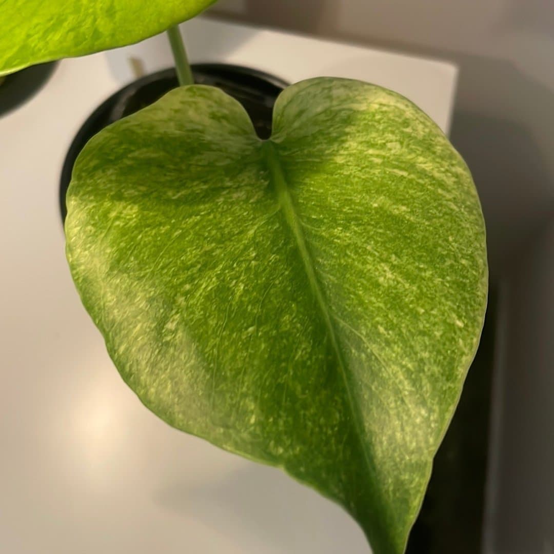 Monstera mint ej Tc plant