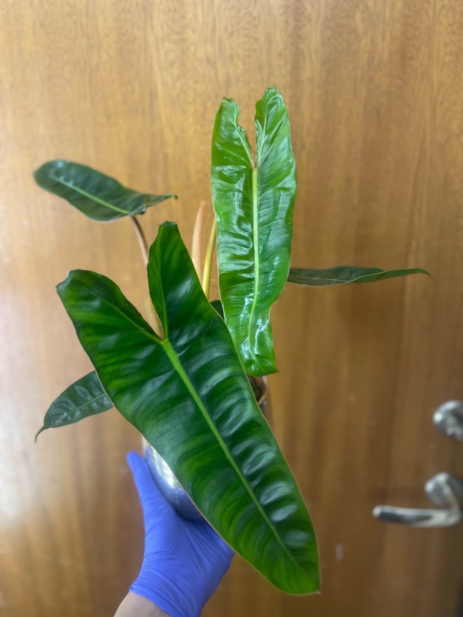 Philodendron Billietiae