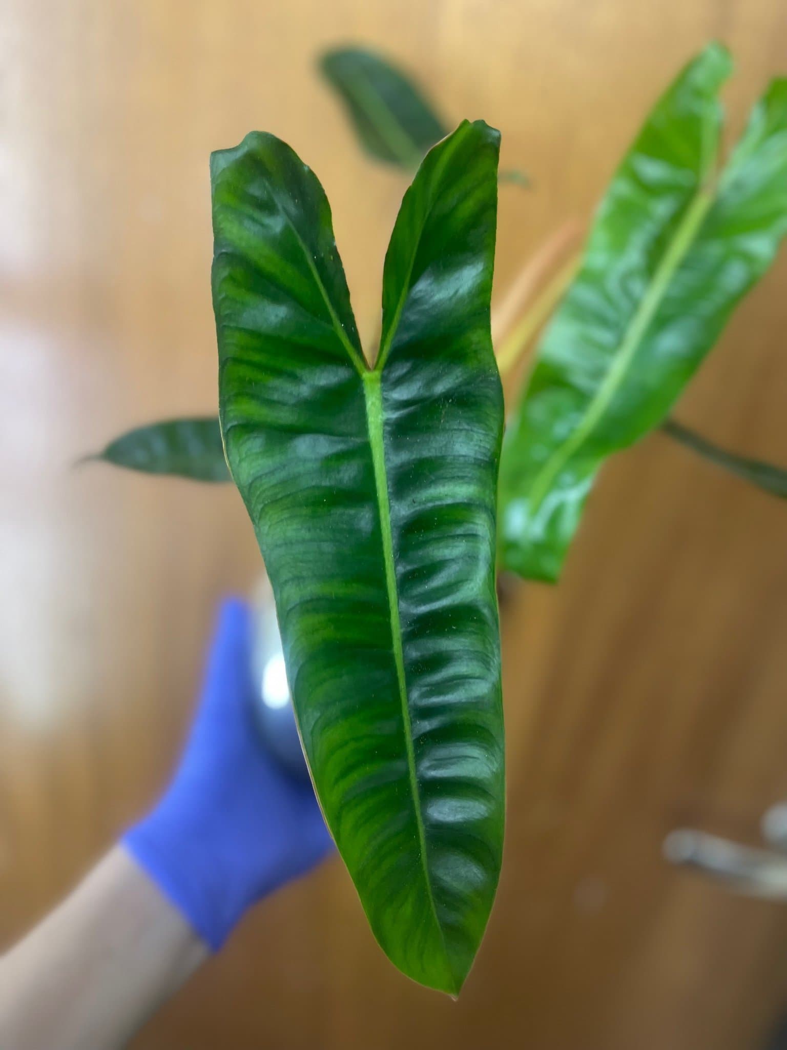 Philodendron Billietiae