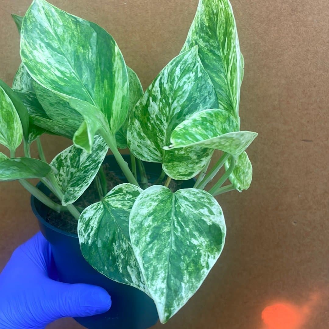 Gullranka Marble Queen