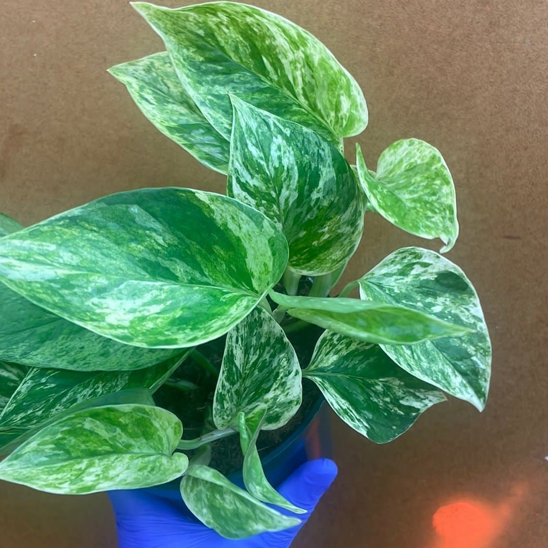 Gullranka Marble Queen