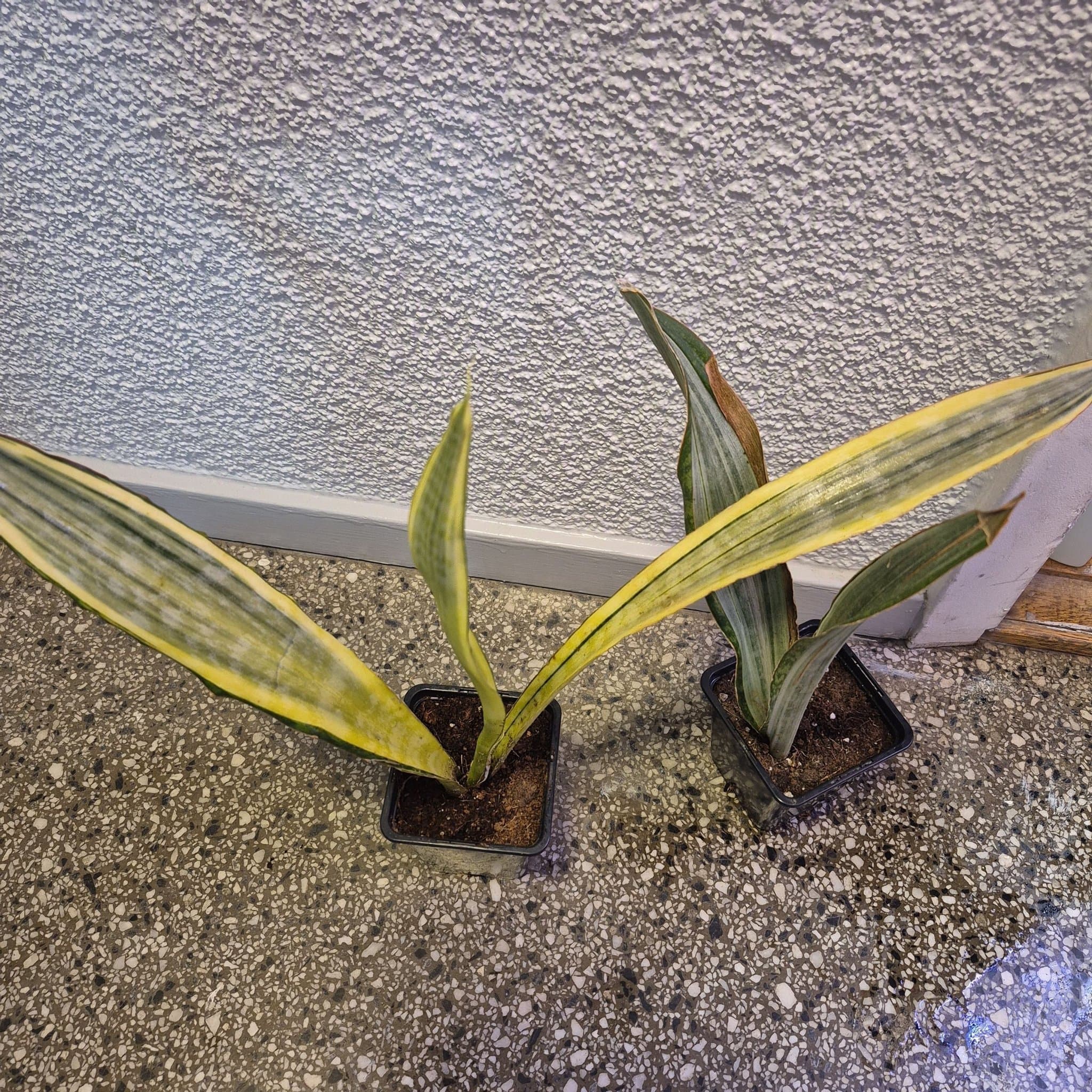 Sansevieria Golden Hahnii och sanseveria aubrytina sayuri.