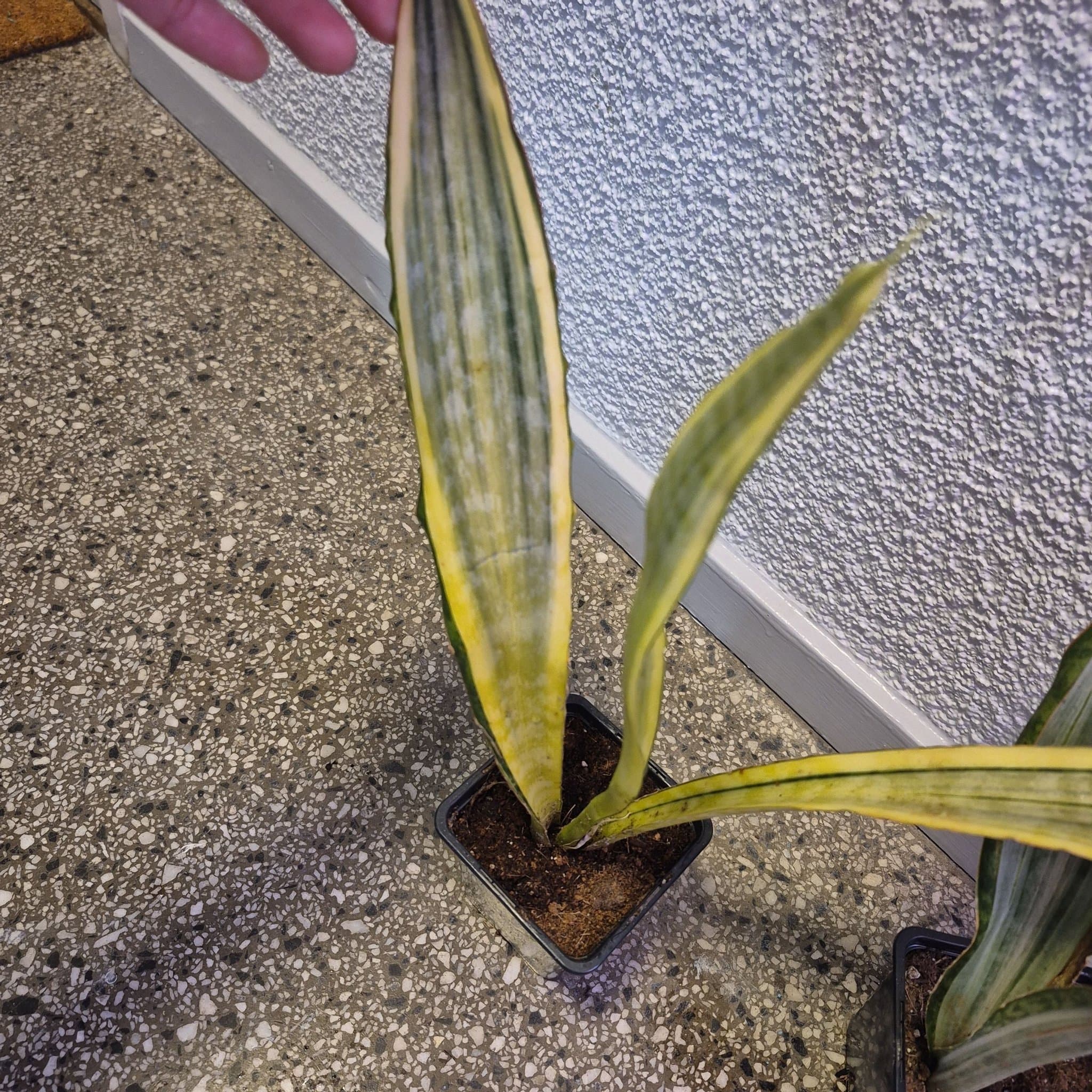Sansevieria Golden Hahnii och sanseveria aubrytina sayuri.