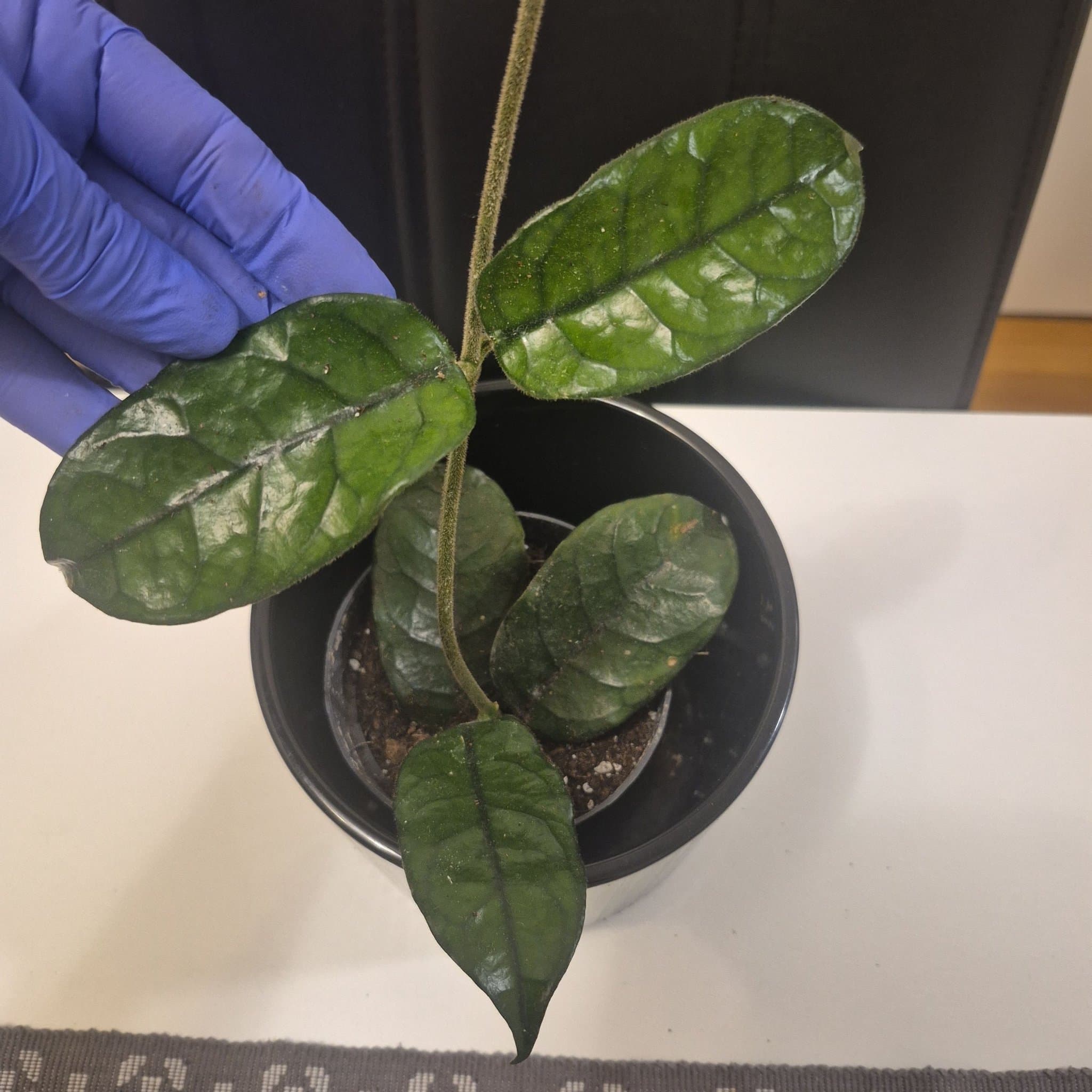 Hoya globulosa vilosa